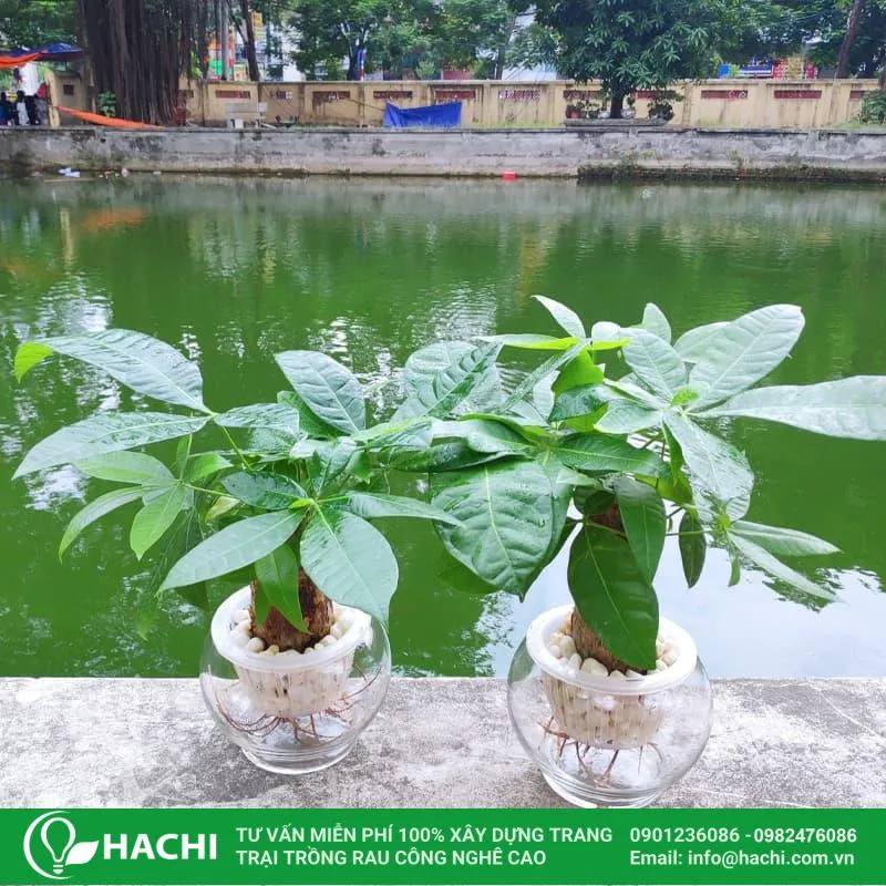 ánh sáng khi trồng cây kim tiền thủy canh