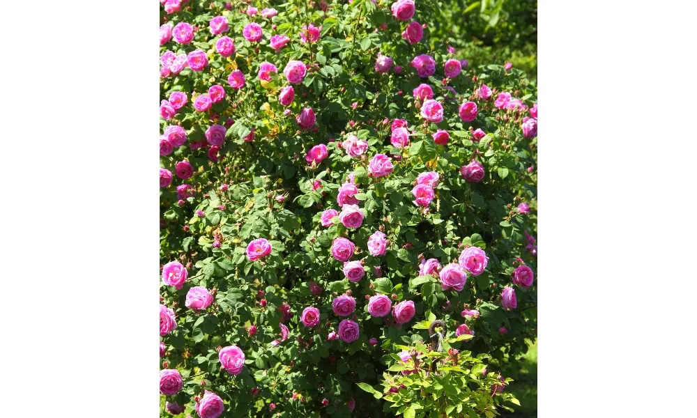 Ánh Sáng Lý Tưởng Cho Sự Sinh Trưởng Hoa Hồng Leo Pháp