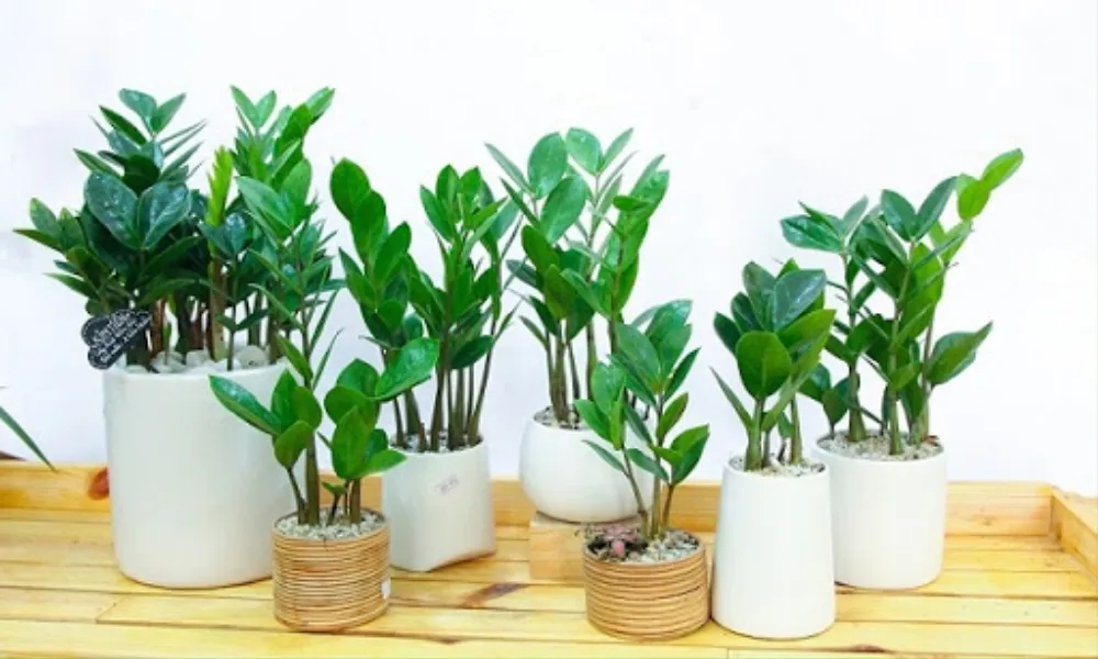 Ánh sáng tán xạ lý tưởng kích thích cây kim tiền xanh tốt, mọc nhánh khỏe