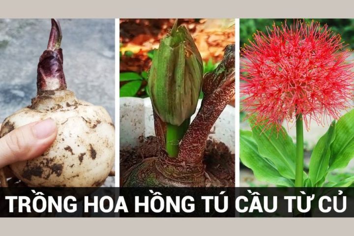 Cách Trồng Hoa Tú Cầu: Kỹ Thuật Toàn Diện Cho Người Mới Bắt Đầu