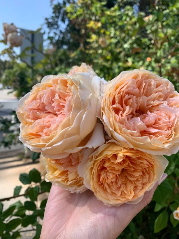 Cách Trồng Hạt Hoa Hồng: Hướng Dẫn Chi Tiết Từ A Đến Z Đạt Tỷ Lệ Nảy Mầm Cao