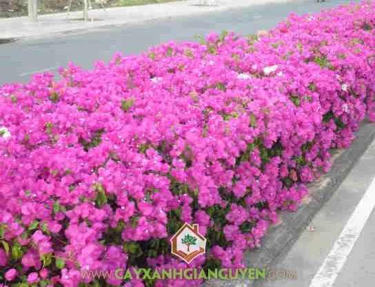 Áp dụng phương pháp thắt nước và bón phân cân đối để kích thích hoa giấy ra hoa đồng loạt