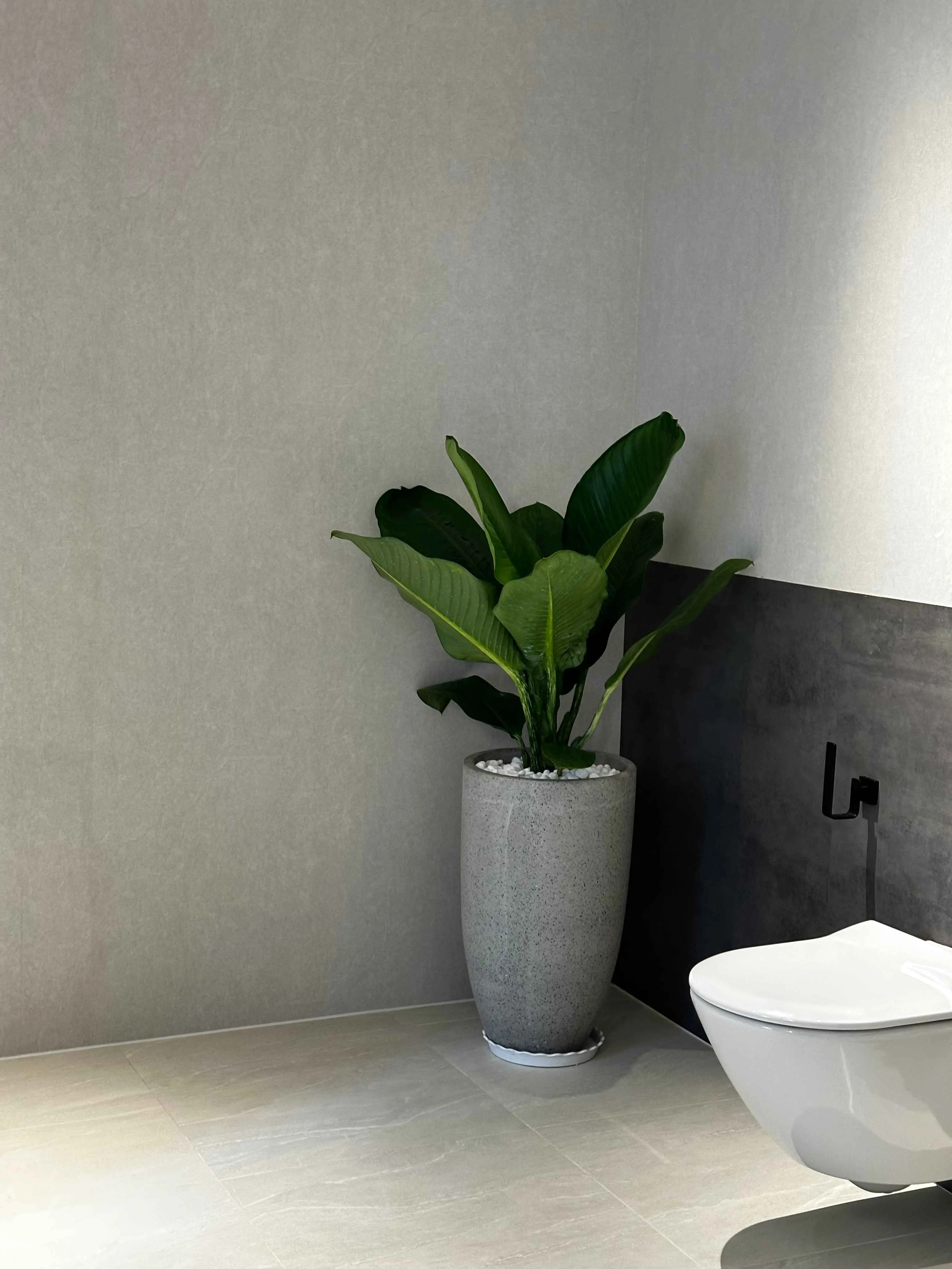 ây Đại Phú Gia – Lựa chọn hoàn hảo để thanh lọc không khí và trang trí nhà ở