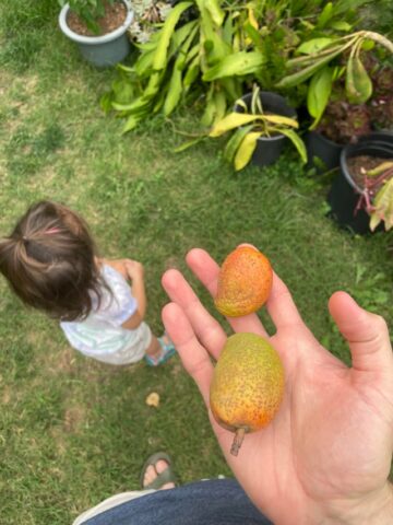 Cách Trồng Cây Bồ Hòn Chi Tiết Từ Hạt Cho Năng Suất Cao