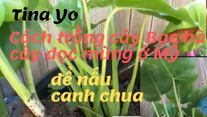 Bạc hà thân xanh đang được chăm sóc trên luống đất tơi xốp