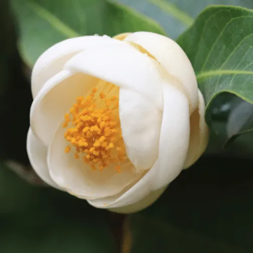 Bạch hải đường, với những cánh hoa trắng tinh khôi tượng trưng cho sự thanh cao