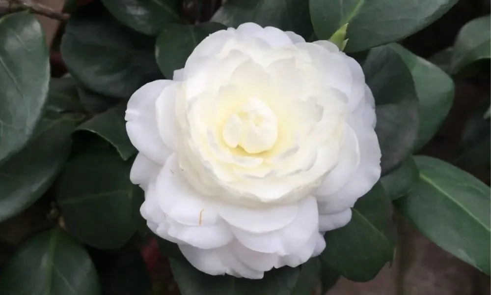 Bạch Trà, giống hoa trà my với màu trắng tinh khôi