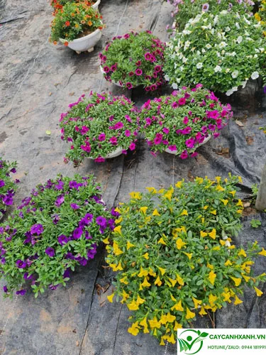 Bán chảo hoa triệu chuông ở Hà nội, đa dạng chủng loại