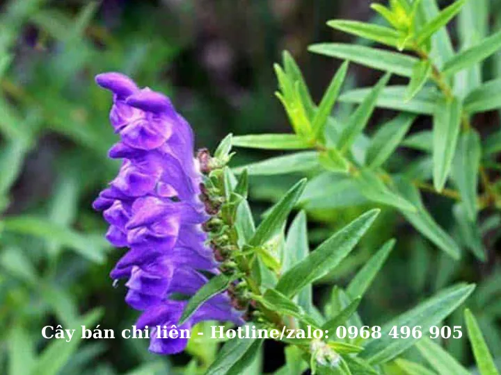 Bán chi liên có công dụng tiêu u, chống viêm nhiễm, hỗ trợ điều trị ung thư