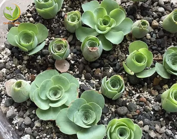 Bạn có thể nhân giống sen đá hoa hồng bằng phương pháp giâm cành, giâm lá và gieo hạt