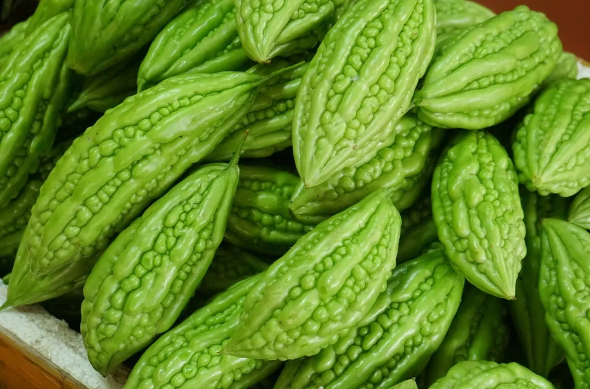 Bàn tay đang thu hoạch quả mướp đắng xanh từ giàn cây trồng trong thùng xốp