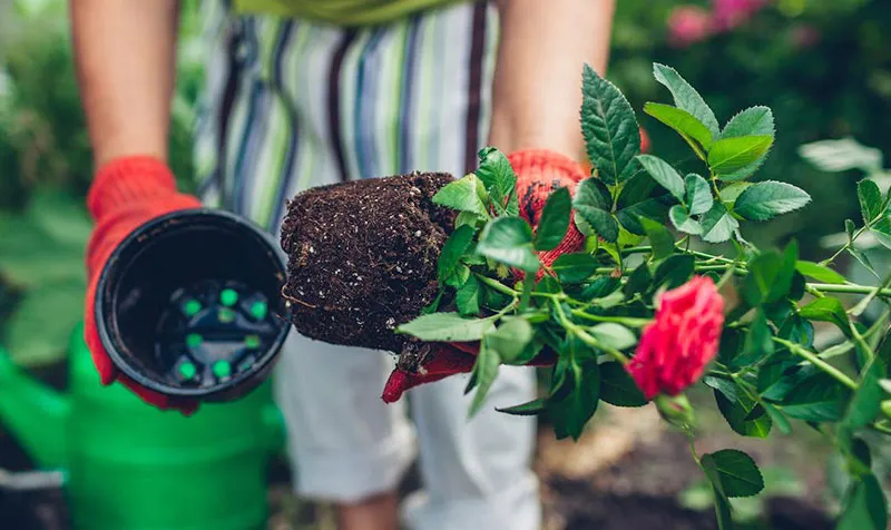 Bàn tay kiểm tra độ ẩm và chất lượng của đất trồng hoa hồng để đảm bảo cách chăm sóc cây hoa hiệu quả