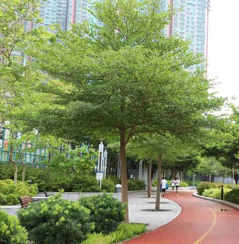 Bàng Đài Loan được ưa chuộng bởi hình dáng tán lá tầng và khả năng tạo bóng mát nhẹ nhàng