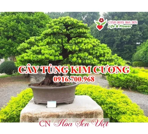 Bảng giá bán cây tùng kim cương theo kích thước và dáng cây, cần hiểu rõ cách chăm sóc cây tùng kim để bảo vệ giá trị