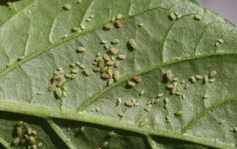 Bảng mô tả chi tiết các loại sâu bệnh thường gặp, giúp người trồng nhận diện và phòng ngừa sâu bệnh hiệu quả