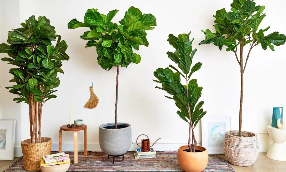 Bàng Singapore Cây Cảnh Lớn Tạo Điểm Nhấn Sang Trọng Hợp Mệnh Mộc