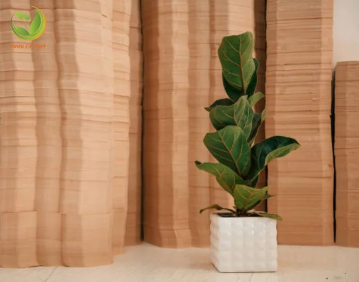 Bàng Singapore đem lại nhiều lợi ích khi trồng