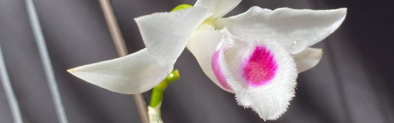 Cách Trồng Hoa Chơi Tết: Hướng Dẫn Chi Tiết Chăm Sóc Thủy Tiên Đạt Chuẩn