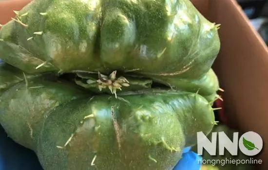 Bảo quản su su giống