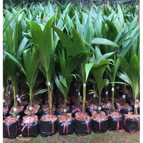 Bảo vệ cây dừa non khỏi sâu bệnh là phần quan trọng của cách chăm sóc cây dừa xiêm giai đoạn đầu.