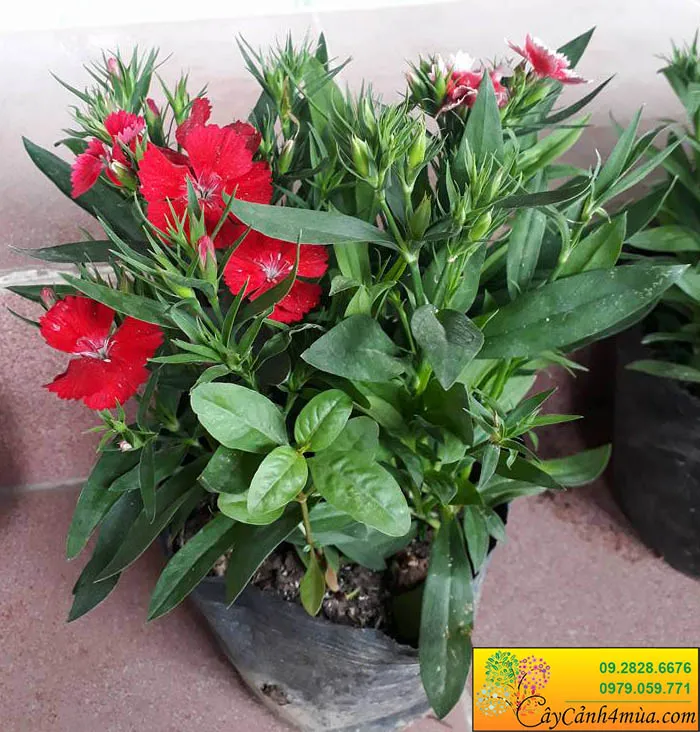 Bầu cây hoa cẩm chướng đỏ tươi sẵn sàng cho vụ Tết