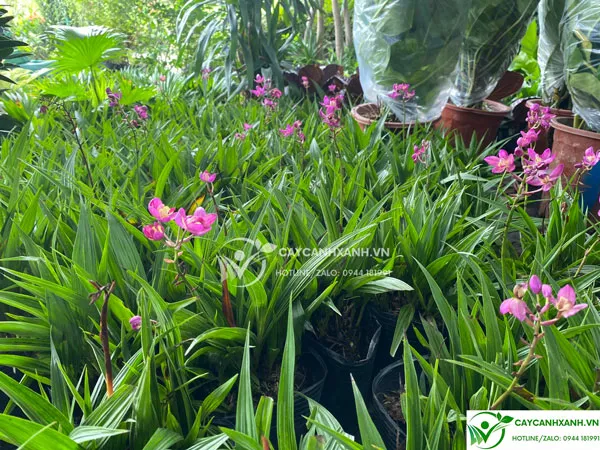 Bầu chu đinh lan được ươm trồng xanh tốt và ra nhiều hoa, chứng minh kỹ thuật chăm sóc chuyên nghiệp