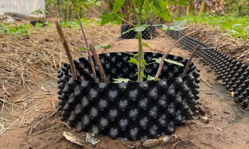 Cách Trồng Cây Bầu Đất Chuẩn Kỹ Thuật Cho Cây Phát Triển Mạnh