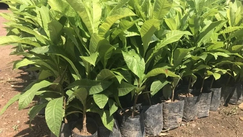 Bầu giống của cây sala