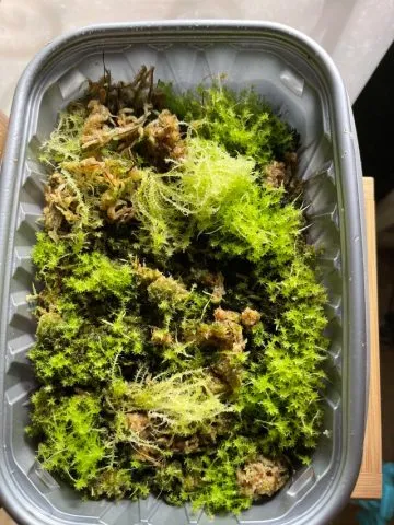 Bẫy cây bắt ruồi đang tiêu hóa côn trùng: Cơ chế đóng kẹp của Dionaea muscipula sau khi bắt được con ruồi