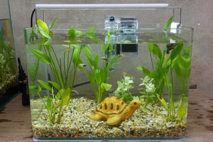 Cách Trồng Cây Lan Nước Thủy Sinh Thành Công Với Kỹ Thuật Chuyên Sâu