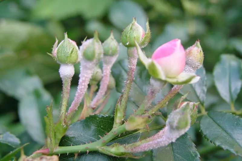 Bệnh phấn trắng ở hồng cổ