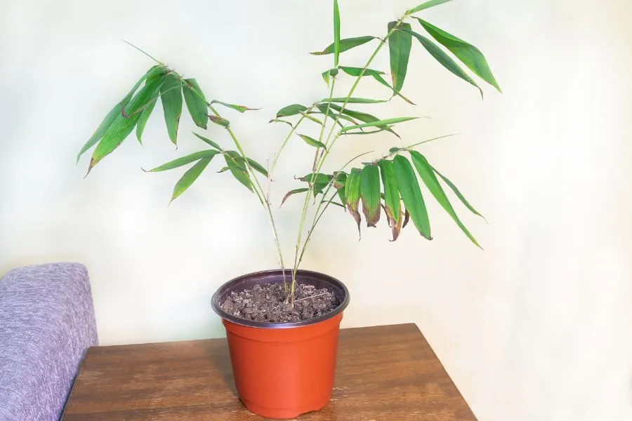 Bệnh rụng và vàng lá là một số bệnh thường gặp nhất ở các dòng trúc.