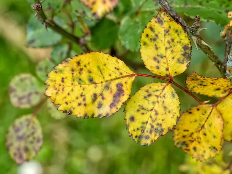 Bệnh vàng lá ở cây hoa hồng có thể do nhiều nguyên nhân, từ thiếu vi lượng đến úng nước