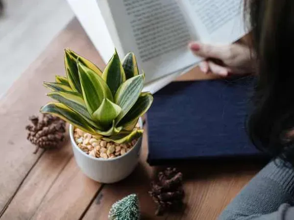 Bí quyết chăm sóc cây lưỡi mèo hiệu quả đặt ở bàn làm việc, cung cấp đủ dưỡng chất