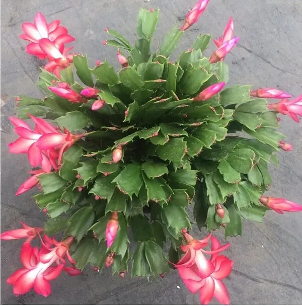 Bí quyết chăm sóc cây Tiểu Quỳnh nở hoa đúng vào dịp lễ, Tết