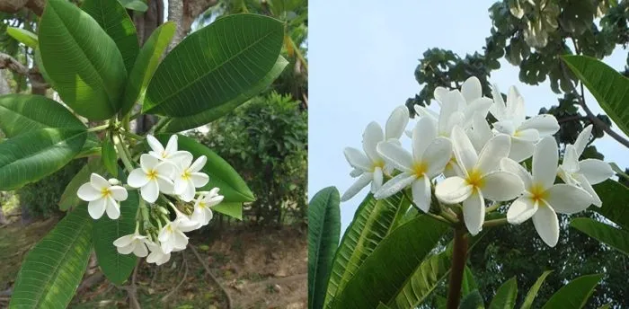 Bí quyết trồng và chăm sóc cây hoa đại nở hoa nhiều và khỏe mạnh