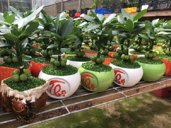 Bí quyết trồng và chăm sóc cây tài lộc luôn xanh tốt