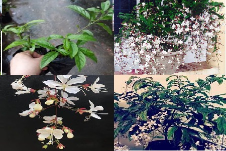 Cách Chăm Sóc Cây Dạ Ngọc Minh Châu Ra Hoa Đúng Tết, Chuẩn Kỹ Thuật