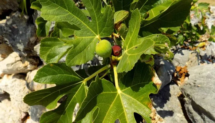 Biện pháp kích thích cây ra hoa sung Mỹ