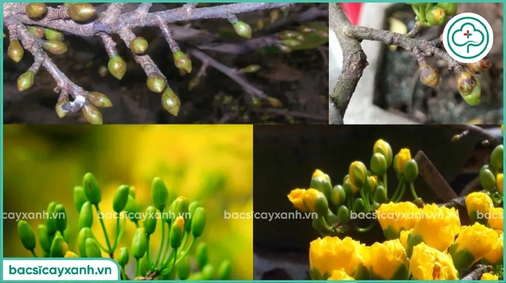 Biện pháp kích thích và chăm sóc nụ hoa mai vàng trong giai đoạn cuối năm