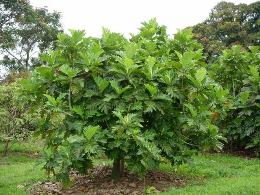 Biện pháp phòng trừ sâu bệnh thường gặp khi trồng cây sa kê