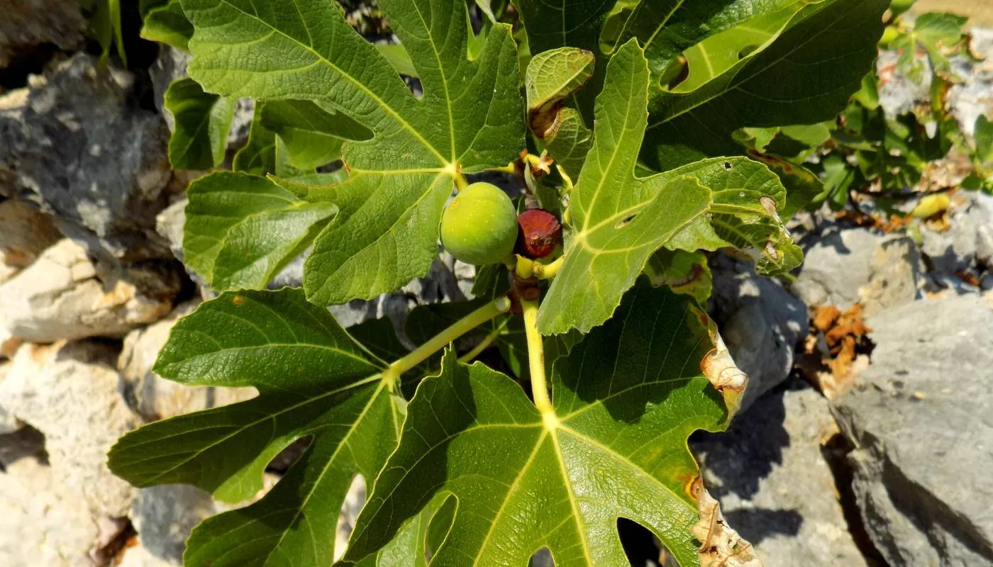 Biện pháp xiết nước và bón phân để kích thích cây sung Mỹ ra hoa tạo quả