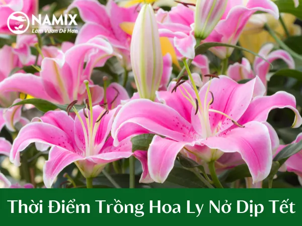 Biểu đồ mô phỏng các tháng cuối năm và thời điểm thích hợp để trồng hoa ly nở đúng tết