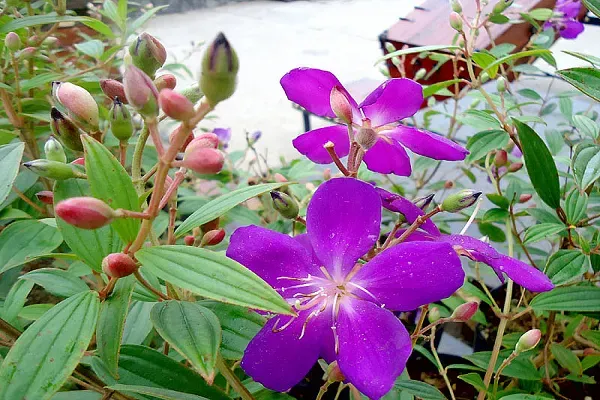 Biểu tượng cho tình yêu mãnh liệt, sự thủy chung của người vợ