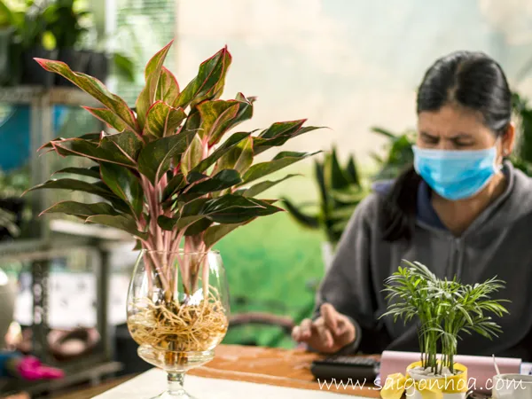 Bình cây phú quý thủy sinh đặt bàn, minh họa cách chăm sóc cây trồng trong nước cho không gian nội thất