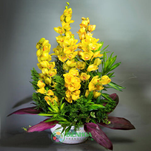 Cách Trồng Hoa Địa Lan Ra Hoa Nhiều, Bông To Đẹp Toàn Diện