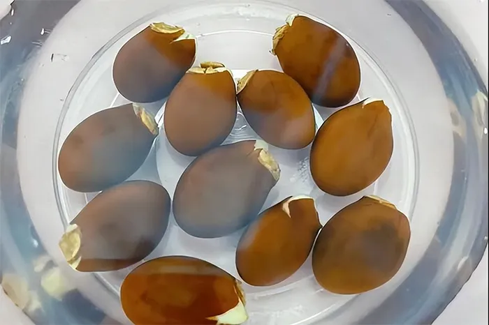 Bình ngâm hạt Sầu Riêng thủy canh