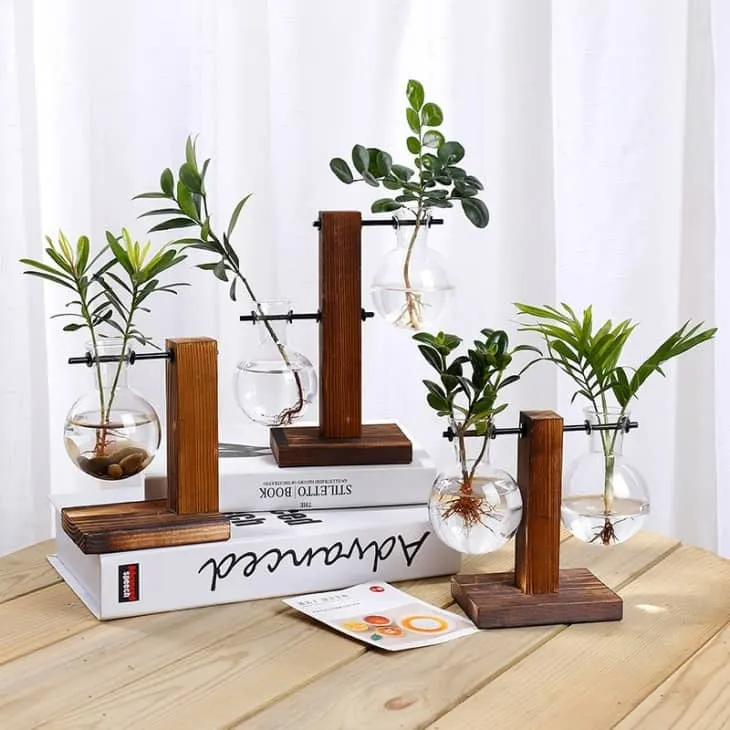 Bình thủy tinh cổ dài dùng để giâm cành và trồng cây cảnh không cần đất.