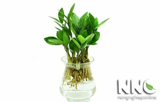 Bình thủy tinh trồng cây kim tiền thủy sinh với rễ phát triển mạnh mẽ