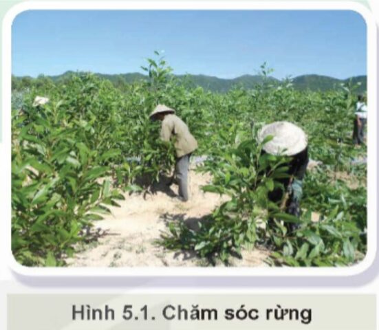 Cách Trồng Cây Rừng: Hướng Dẫn Kỹ Thuật Trồng Rừng Thành Công